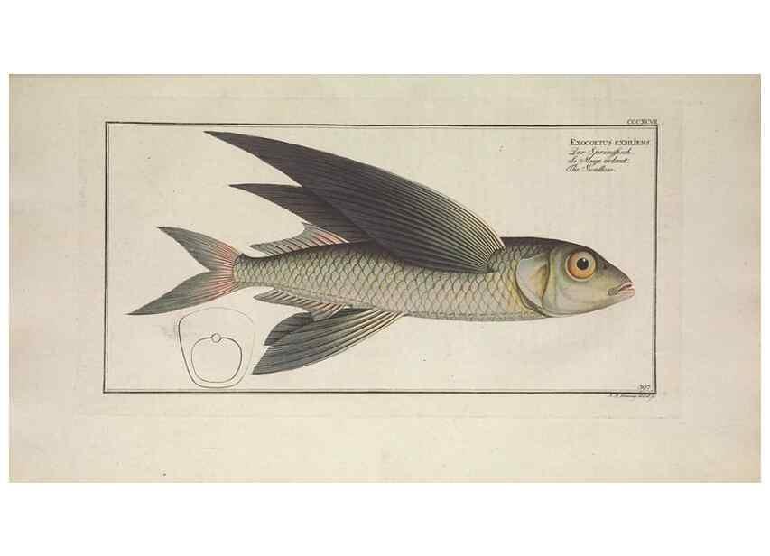 Reproducción/Reproduction 49774039083: Ichtyologie, ou, Histoire naturelle, générale et particulière des poissons :. A Berlin :Chez l'auteur, & chez François de la Garde libraire,1785-1797.. 