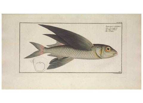 Reproducción/Reproduction 49774039083: Ichtyologie, ou, Histoire naturelle, générale et particulière des poissons :. A Berlin :Chez l'auteur, & chez François de la Garde libraire,1785-1797.. 