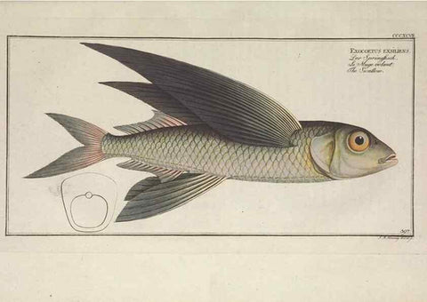 Reproducción/Reproduction 49774039083: Ichtyologie, ou, Histoire naturelle, générale et particulière des poissons :. A Berlin :Chez l'auteur, & chez François de la Garde libraire,1785-1797.. 