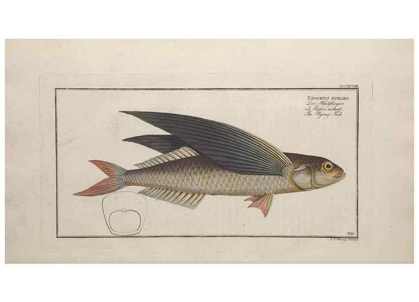 Reproducción/Reproduction 49774039563: Ichtyologie, ou, Histoire naturelle, générale et particulière des poissons :. A Berlin :Chez l'auteur, & chez François de la Garde libraire,1785-1797.. 