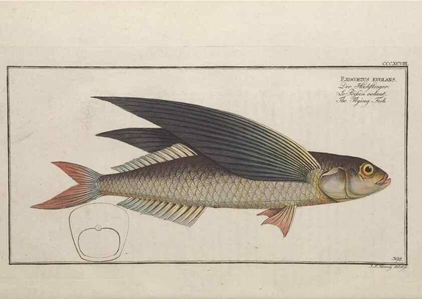 Reproducción/Reproduction 49774039563: Ichtyologie, ou, Histoire naturelle, générale et particulière des poissons :. A Berlin :Chez l'auteur, & chez François de la Garde libraire,1785-1797.. 