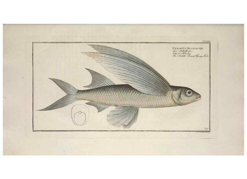 Reproducción/Reproduction 49774039863: Ichtyologie, ou, Histoire naturelle, générale et particulière des poissons :. A Berlin :Chez l'auteur, & chez François de la Garde libraire,1785-1797.. 