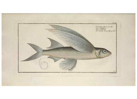 Reproducción/Reproduction 49774039863: Ichtyologie, ou, Histoire naturelle, générale et particulière des poissons :. A Berlin :Chez l'auteur, & chez François de la Garde libraire,1785-1797.. 