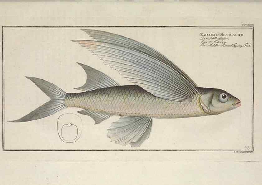 Reproducción/Reproduction 49774039863: Ichtyologie, ou, Histoire naturelle, générale et particulière des poissons :. A Berlin :Chez l'auteur, & chez François de la Garde libraire,1785-1797.. 