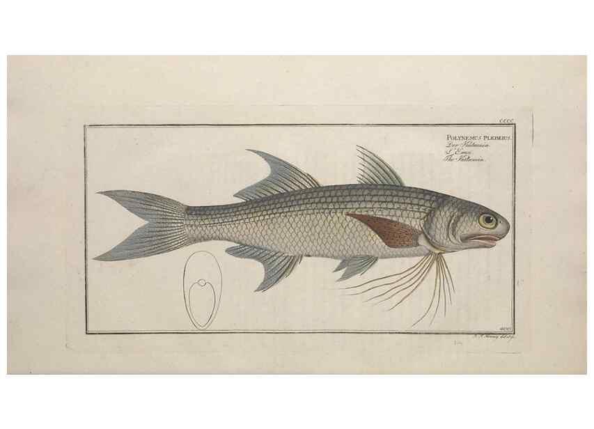 Reproducción/Reproduction 49774570221: Ichtyologie, ou, Histoire naturelle, générale et particulière des poissons :. A Berlin :Chez l'auteur, & chez François de la Garde libraire,1785-1797.. 