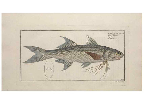 Reproducción/Reproduction 49774570221: Ichtyologie, ou, Histoire naturelle, générale et particulière des poissons :. A Berlin :Chez l'auteur, & chez François de la Garde libraire,1785-1797.. 