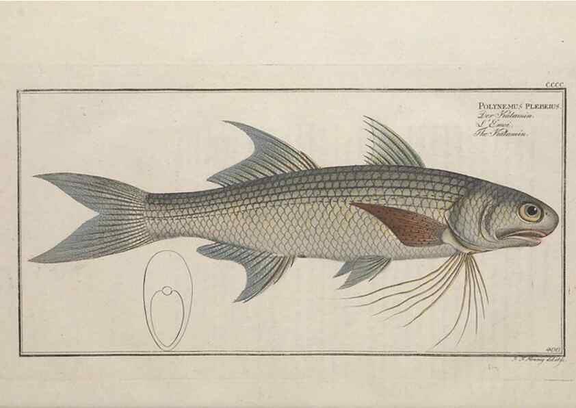 Reproducción/Reproduction 49774570221: Ichtyologie, ou, Histoire naturelle, générale et particulière des poissons :. A Berlin :Chez l'auteur, & chez François de la Garde libraire,1785-1797.. 