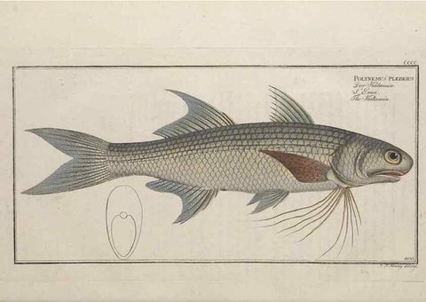 Reproducción/Reproduction 49774570221: Ichtyologie, ou, Histoire naturelle, générale et particulière des poissons :. A Berlin :Chez l'auteur, & chez François de la Garde libraire,1785-1797.. 