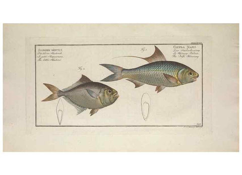 Reproducción/Reproduction 49774607916: Ichtyologie, ou, Histoire naturelle, générale et particulière des poissons :. A Berlin :Chez l'auteur, & chez François de la Garde libraire,1785-1797.. 
