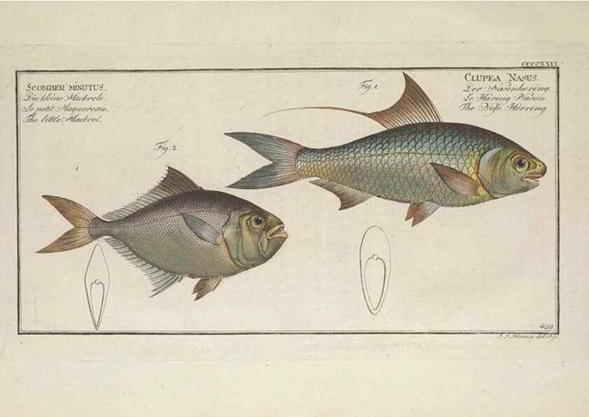 Reproducción/Reproduction 49774607916: Ichtyologie, ou, Histoire naturelle, générale et particulière des poissons :. A Berlin :Chez l'auteur, & chez François de la Garde libraire,1785-1797.. 