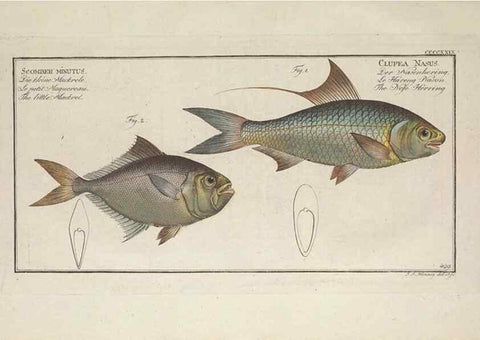 Reproducción/Reproduction 49774607916: Ichtyologie, ou, Histoire naturelle, générale et particulière des poissons :. A Berlin :Chez l'auteur, & chez François de la Garde libraire,1785-1797.. 