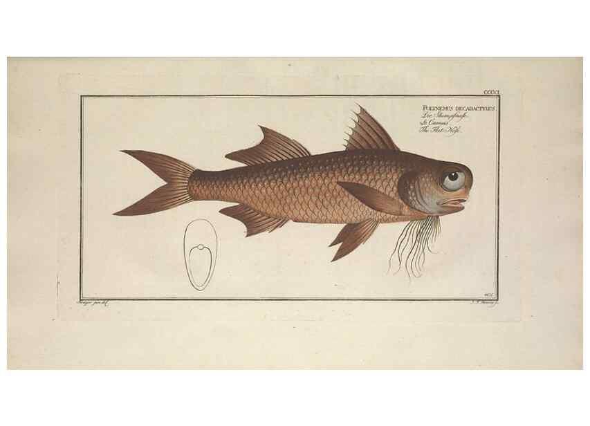 Reproducción/Reproduction 49774901967: Ichtyologie, ou, Histoire naturelle, générale et particulière des poissons :. A Berlin :Chez l'auteur, & chez François de la Garde libraire,1785-1797.. 