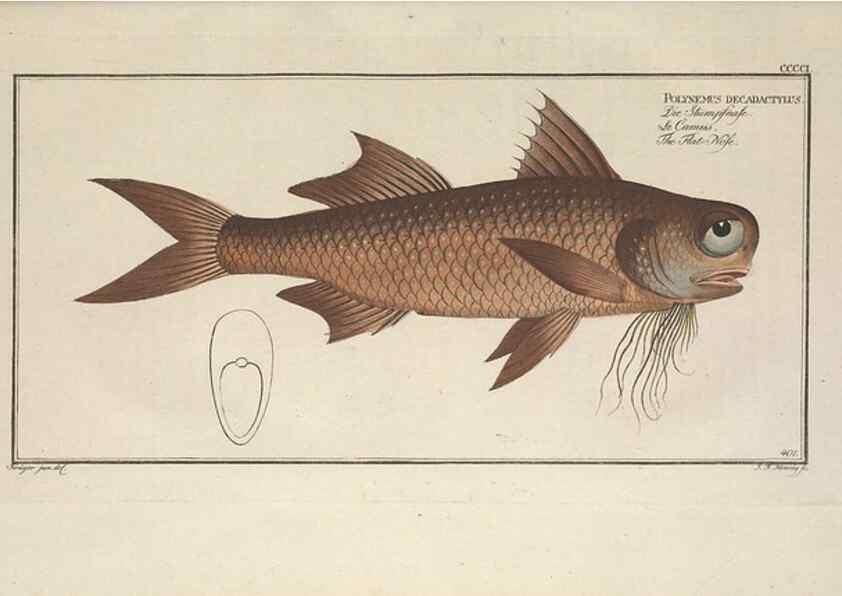 Reproducción/Reproduction 49774901967: Ichtyologie, ou, Histoire naturelle, générale et particulière des poissons :. A Berlin :Chez l'auteur, & chez François de la Garde libraire,1785-1797.. 