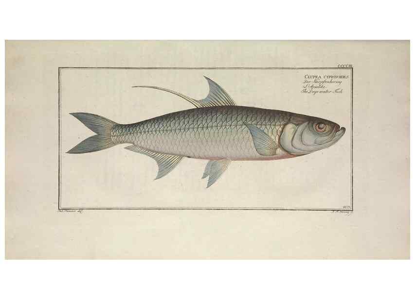 Reproducción/Reproduction 49774041533: Ichtyologie, ou, Histoire naturelle, générale et particulière des poissons :. A Berlin :Chez l'auteur, & chez François de la Garde libraire,1785-1797.. 