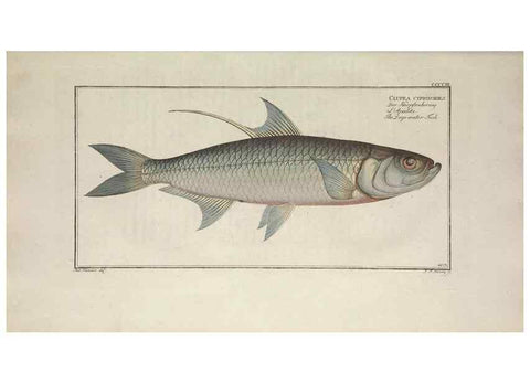 Reproducción/Reproduction 49774041533: Ichtyologie, ou, Histoire naturelle, générale et particulière des poissons :. A Berlin :Chez l'auteur, & chez François de la Garde libraire,1785-1797.. 