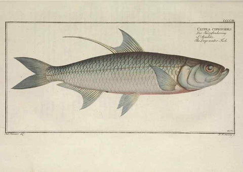 Reproducción/Reproduction 49774041533: Ichtyologie, ou, Histoire naturelle, générale et particulière des poissons :. A Berlin :Chez l'auteur, & chez François de la Garde libraire,1785-1797.. 