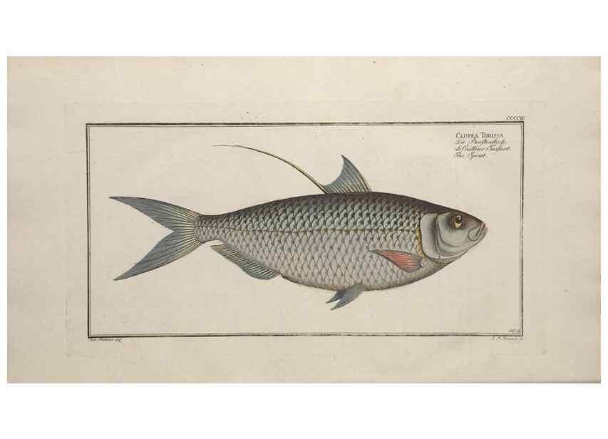 Reproducción/Reproduction 49774903037: Ichtyologie, ou, Histoire naturelle, générale et particulière des poissons :. A Berlin :Chez l'auteur, & chez François de la Garde libraire,1785-1797.. 