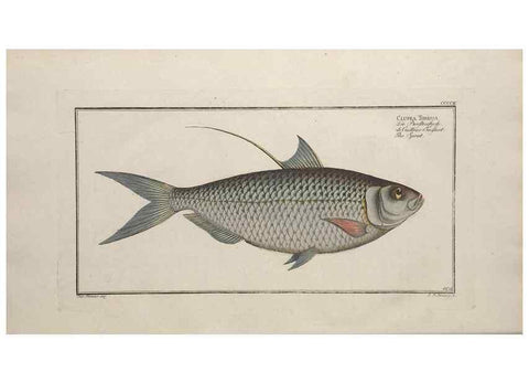 Reproducción/Reproduction 49774903037: Ichtyologie, ou, Histoire naturelle, générale et particulière des poissons :. A Berlin :Chez l'auteur, & chez François de la Garde libraire,1785-1797.. 