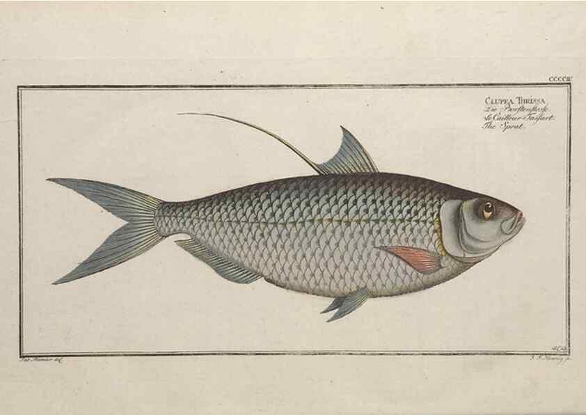 Reproducción/Reproduction 49774903037: Ichtyologie, ou, Histoire naturelle, générale et particulière des poissons :. A Berlin :Chez l'auteur, & chez François de la Garde libraire,1785-1797.. 