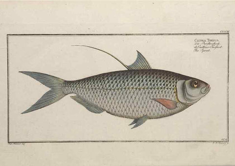 Reproducción/Reproduction 49774903037: Ichtyologie, ou, Histoire naturelle, générale et particulière des poissons :. A Berlin :Chez l'auteur, & chez François de la Garde libraire,1785-1797.. 