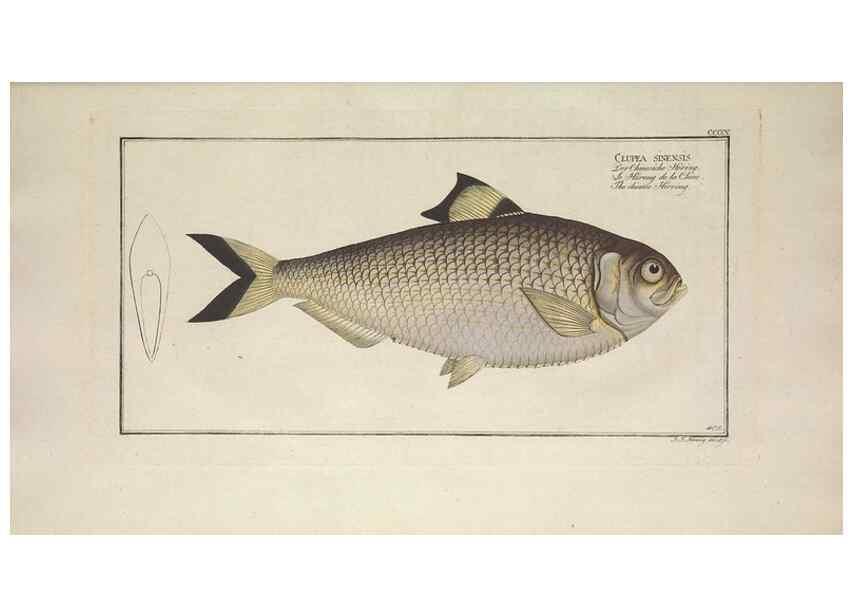 Reproducción/Reproduction 49774572296: Ichtyologie, ou, Histoire naturelle, générale et particulière des poissons :. A Berlin :Chez l'auteur, & chez François de la Garde libraire,1785-1797.. 
