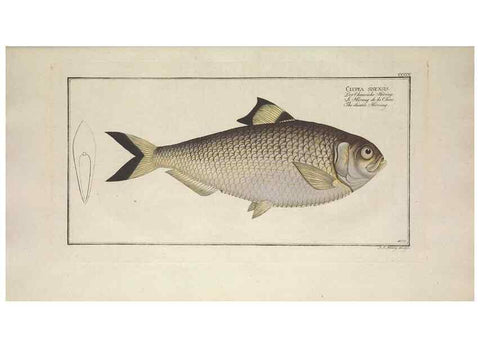 Reproducción/Reproduction 49774572296: Ichtyologie, ou, Histoire naturelle, générale et particulière des poissons :. A Berlin :Chez l'auteur, & chez François de la Garde libraire,1785-1797.. 