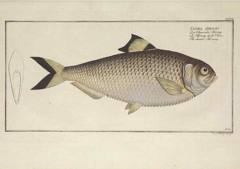 Reproducción/Reproduction 49774572296: Ichtyologie, ou, Histoire naturelle, générale et particulière des poissons :. A Berlin :Chez l'auteur, & chez François de la Garde libraire,1785-1797.. 