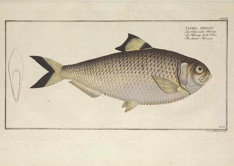 Reproducción/Reproduction 49774572296: Ichtyologie, ou, Histoire naturelle, générale et particulière des poissons :. A Berlin :Chez l'auteur, & chez François de la Garde libraire,1785-1797.. 