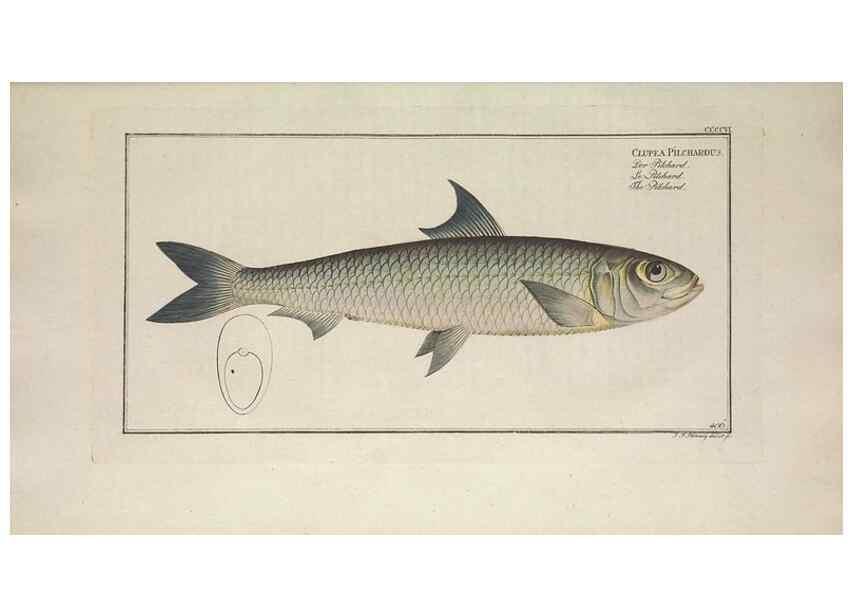 Reproducción/Reproduction 49774572621: Ichtyologie, ou, Histoire naturelle, générale et particulière des poissons :. A Berlin :Chez l'auteur, & chez François de la Garde libraire,1785-1797.. 