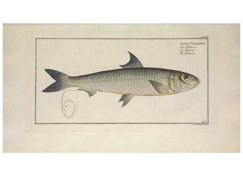Reproducción/Reproduction 49774572621: Ichtyologie, ou, Histoire naturelle, générale et particulière des poissons :. A Berlin :Chez l'auteur, & chez François de la Garde libraire,1785-1797.. 