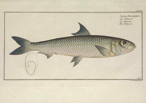 Reproducción/Reproduction 49774572621: Ichtyologie, ou, Histoire naturelle, générale et particulière des poissons :. A Berlin :Chez l'auteur, & chez François de la Garde libraire,1785-1797.. 