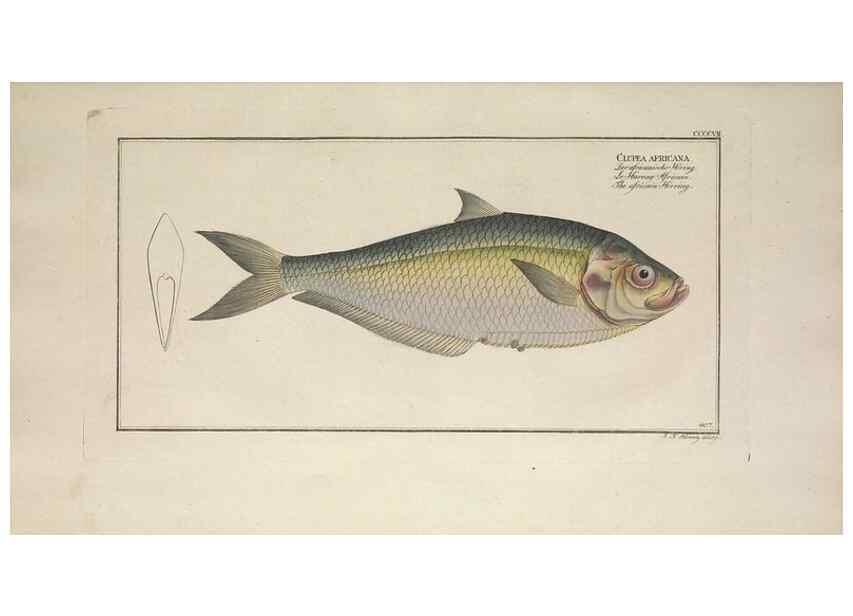 Reproducción/Reproduction 49774573051: Ichtyologie, ou, Histoire naturelle, générale et particulière des poissons :. A Berlin :Chez l'auteur, & chez François de la Garde libraire,1785-1797.. 