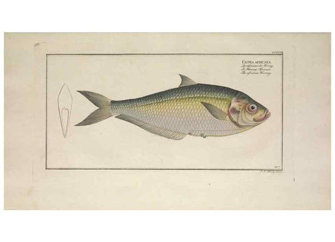 Reproducción/Reproduction 49774573051: Ichtyologie, ou, Histoire naturelle, générale et particulière des poissons :. A Berlin :Chez l'auteur, & chez François de la Garde libraire,1785-1797.. 