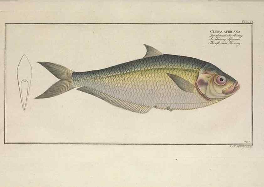 Reproducción/Reproduction 49774573051: Ichtyologie, ou, Histoire naturelle, générale et particulière des poissons :. A Berlin :Chez l'auteur, & chez François de la Garde libraire,1785-1797.. 