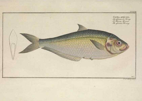 Reproducción/Reproduction 49774573051: Ichtyologie, ou, Histoire naturelle, générale et particulière des poissons :. A Berlin :Chez l'auteur, & chez François de la Garde libraire,1785-1797.. 