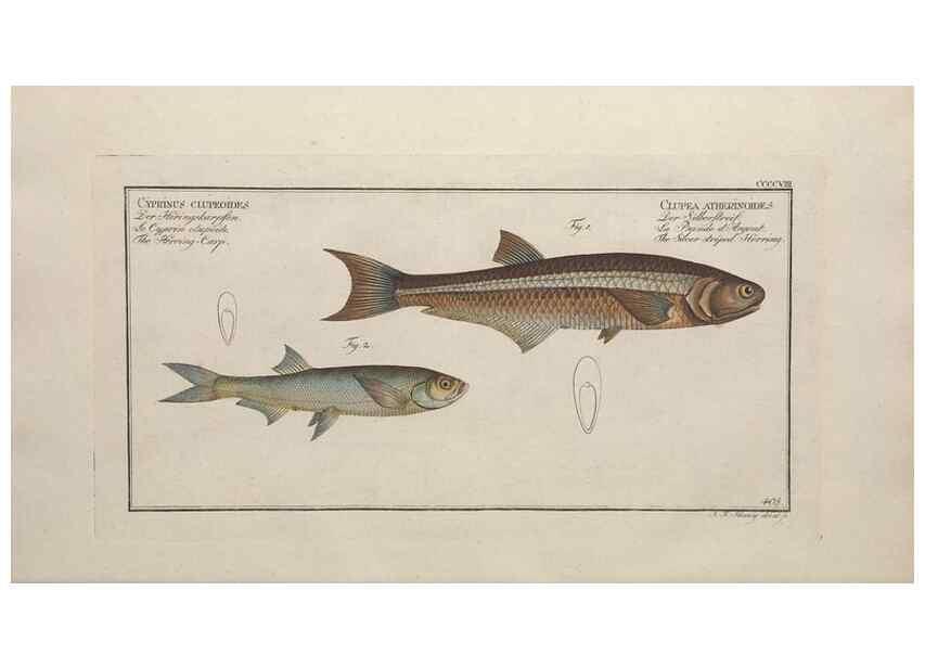 Reproducción/Reproduction 49774070308: Ichtyologie, ou, Histoire naturelle, générale et particulière des poissons :. A Berlin :Chez l'auteur, & chez François de la Garde libraire,1785-1797.. 