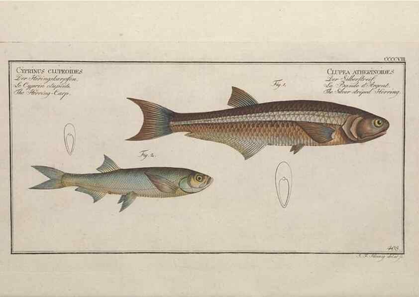 Reproducción/Reproduction 49774070308: Ichtyologie, ou, Histoire naturelle, générale et particulière des poissons :. A Berlin :Chez l'auteur, & chez François de la Garde libraire,1785-1797.. 