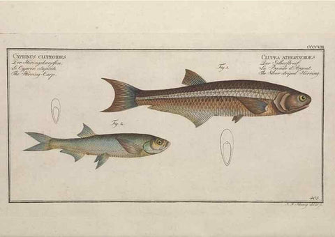 Reproducción/Reproduction 49774070308: Ichtyologie, ou, Histoire naturelle, générale et particulière des poissons :. A Berlin :Chez l'auteur, & chez François de la Garde libraire,1785-1797.. 
