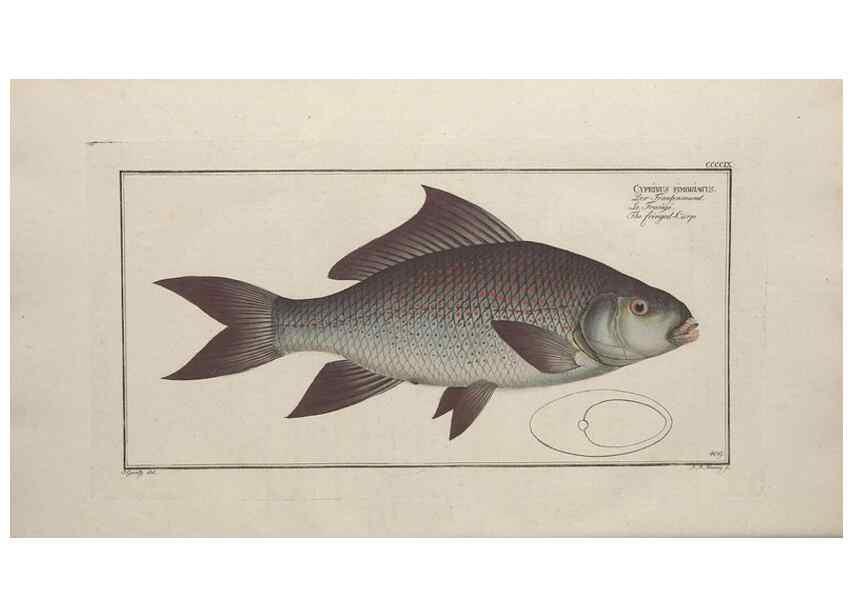 Reproducción/Reproduction 49774600766: Ichtyologie, ou, Histoire naturelle, générale et particulière des poissons :. A Berlin :Chez l'auteur, & chez François de la Garde libraire,1785-1797.. 