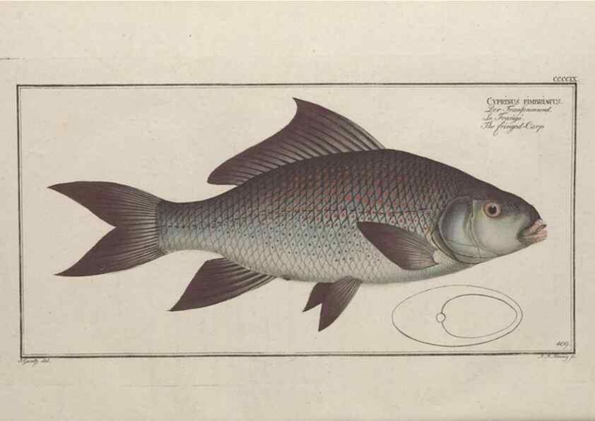 Reproducción/Reproduction 49774600766: Ichtyologie, ou, Histoire naturelle, générale et particulière des poissons :. A Berlin :Chez l'auteur, & chez François de la Garde libraire,1785-1797.. 