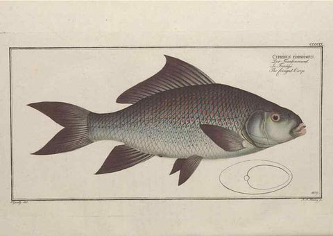 Reproducción/Reproduction 49774600766: Ichtyologie, ou, Histoire naturelle, générale et particulière des poissons :. A Berlin :Chez l'auteur, & chez François de la Garde libraire,1785-1797.. 