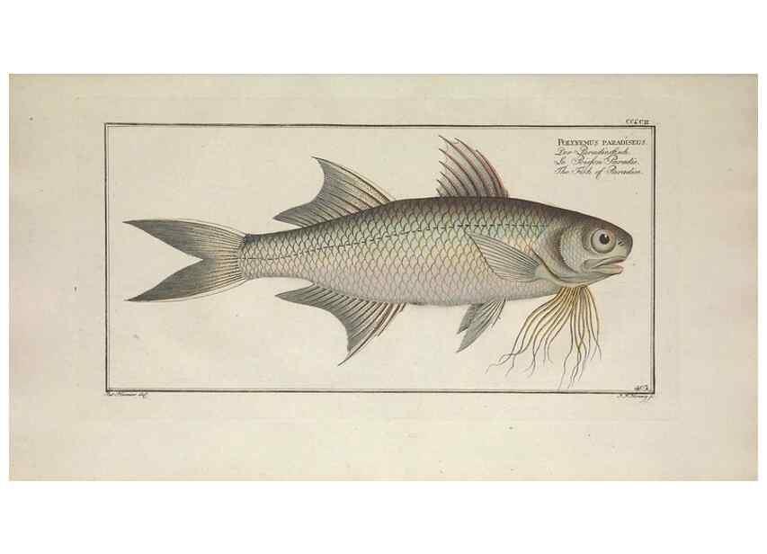 Reproducción/Reproduction 49774902257: Ichtyologie, ou, Histoire naturelle, générale et particulière des poissons :. A Berlin :Chez l'auteur, & chez François de la Garde libraire,1785-1797.. 