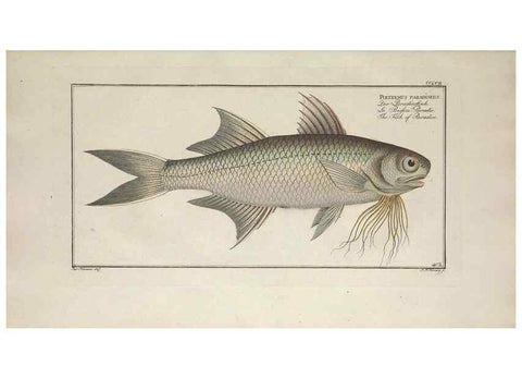 Reproducción/Reproduction 49774902257: Ichtyologie, ou, Histoire naturelle, générale et particulière des poissons :. A Berlin :Chez l'auteur, & chez François de la Garde libraire,1785-1797.. 