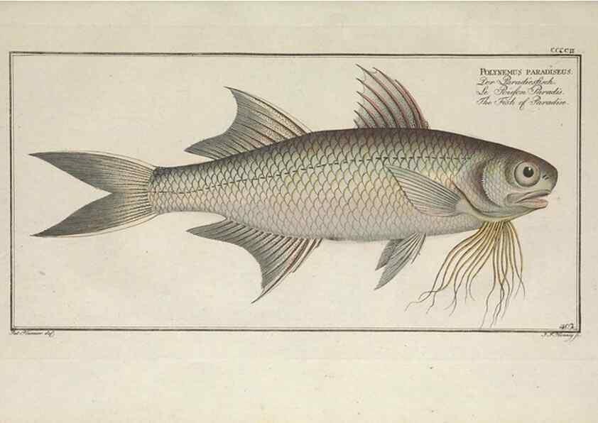Reproducción/Reproduction 49774902257: Ichtyologie, ou, Histoire naturelle, générale et particulière des poissons :. A Berlin :Chez l'auteur, & chez François de la Garde libraire,1785-1797.. 