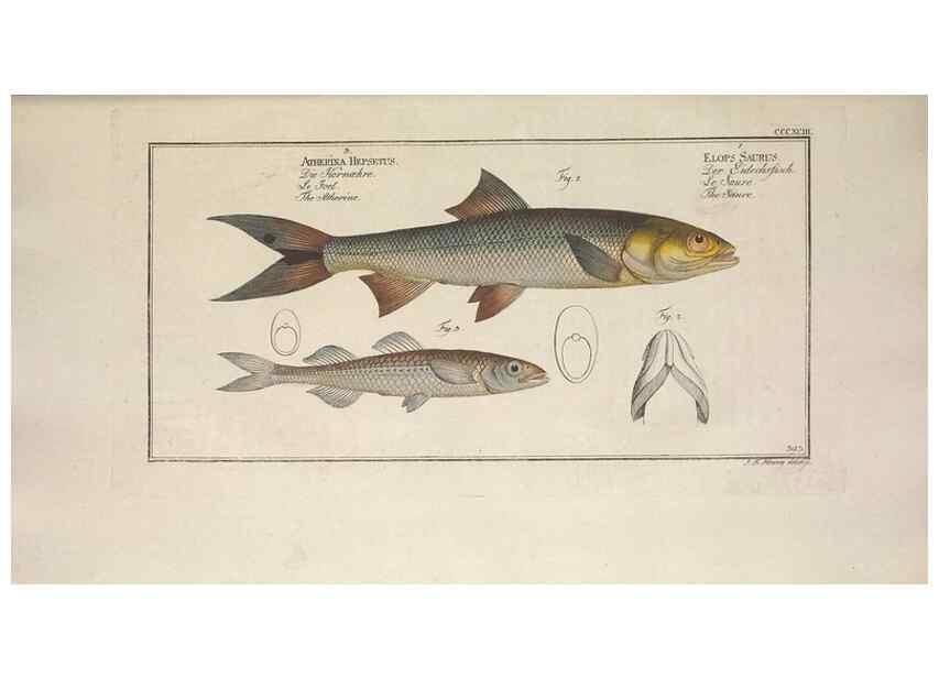 Reproducción/Reproduction 49774898732: Ichtyologie, ou, Histoire naturelle, générale et particulière des poissons :. A Berlin :Chez l'auteur, & chez François de la Garde libraire,1785-1797.. 