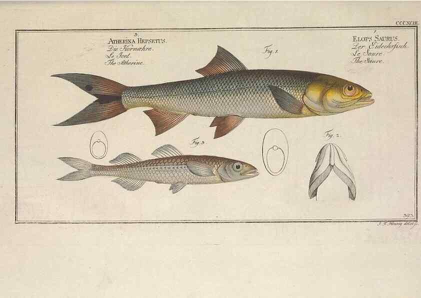 Reproducción/Reproduction 49774898732: Ichtyologie, ou, Histoire naturelle, générale et particulière des poissons :. A Berlin :Chez l'auteur, & chez François de la Garde libraire,1785-1797.. 