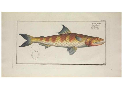 Reproducción/Reproduction 49774939222: Ichtyologie, ou, Histoire naturelle, générale et particulière des poissons :. A Berlin :Chez l'auteur, & chez François de la Garde libraire,1785-1797.. 