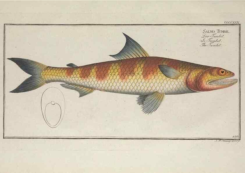 Reproducción/Reproduction 49774939222: Ichtyologie, ou, Histoire naturelle, générale et particulière des poissons :. A Berlin :Chez l'auteur, & chez François de la Garde libraire,1785-1797.. 