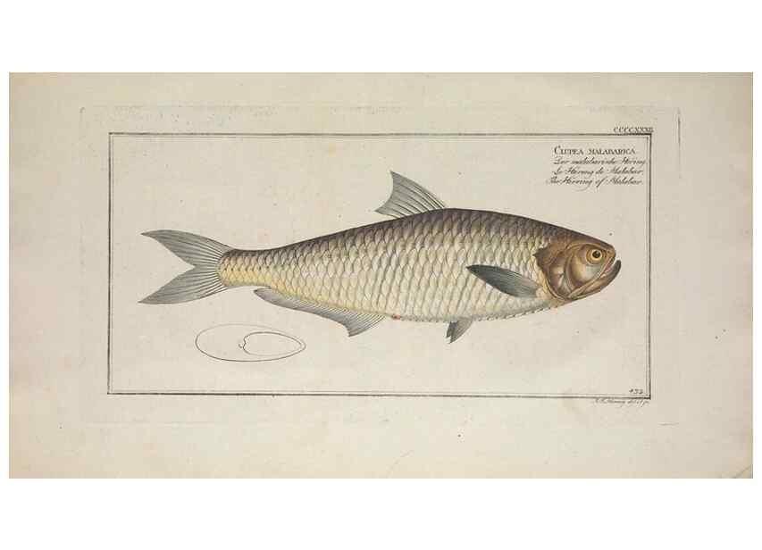 Reproducción/Reproduction 49774609131: Ichtyologie, ou, Histoire naturelle, générale et particulière des poissons :. A Berlin :Chez l'auteur, & chez François de la Garde libraire,1785-1797.. 