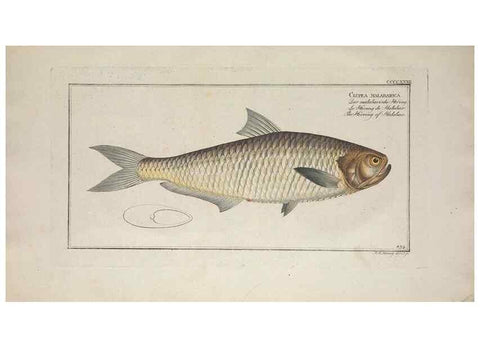 Reproducción/Reproduction 49774609131: Ichtyologie, ou, Histoire naturelle, générale et particulière des poissons :. A Berlin :Chez l'auteur, & chez François de la Garde libraire,1785-1797.. 